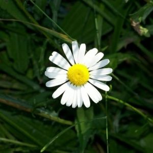 Meet your Posher, Brunella